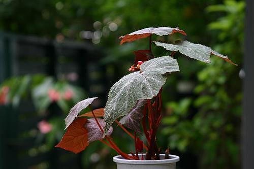 B. robinsonii